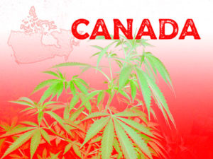 legalización de la marihuana en canadá - cbd y marihuana legal